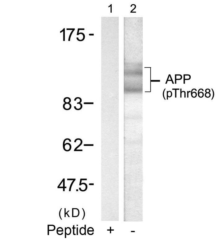 Rabbit anti-Phospho-APP(668) Polyclonal Antibody
