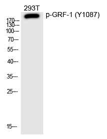 Rabbit anti-Phospho-GRF-1(Tyr1087) Polyclonal Antibody