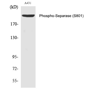 Rabbit anti-Phospho-Separase(Ser801) Polyclonal Antibody