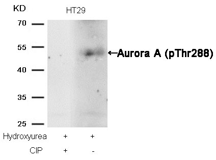 Rabbit anti-Phospho-Aurora A(Thr288) Polyclonal Antibody