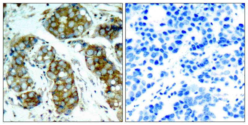 Rabbit anti-Phospho-CDC25A(Ser76) Polyclonal Antibody