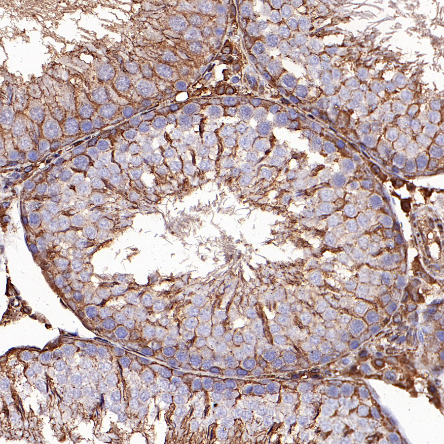 Rabbit anti-GAPDH Recombinant Monoclonal Antibody(S-240-147)
