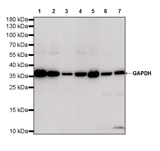Rabbit anti-GAPDH Recombinant Monoclonal Antibody(S-240-147)