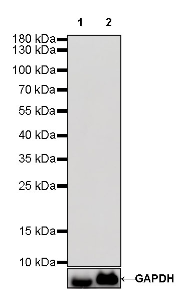 Rabbit IgG Isotype Control(S-240-1)