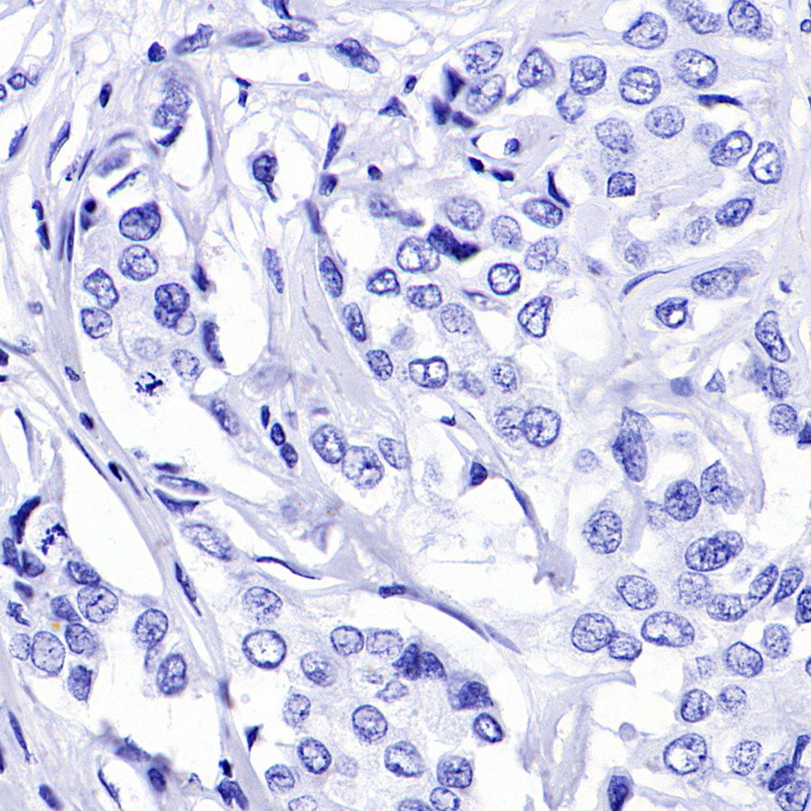 Rabbit IgG Isotype Control(S-240-1)