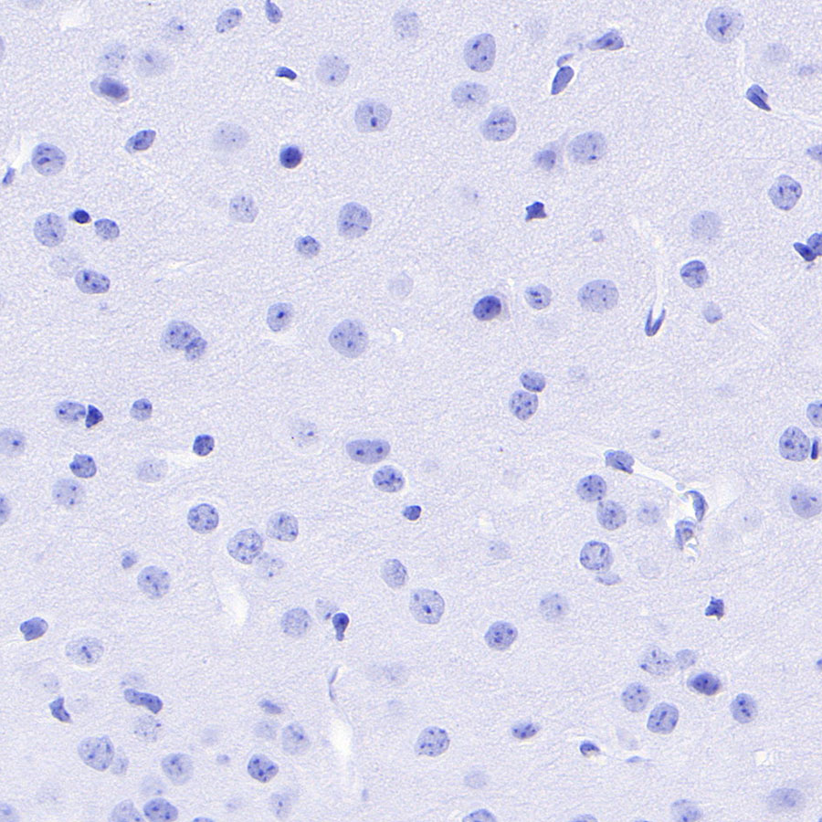 Rabbit IgG Isotype Control(S-240-1)