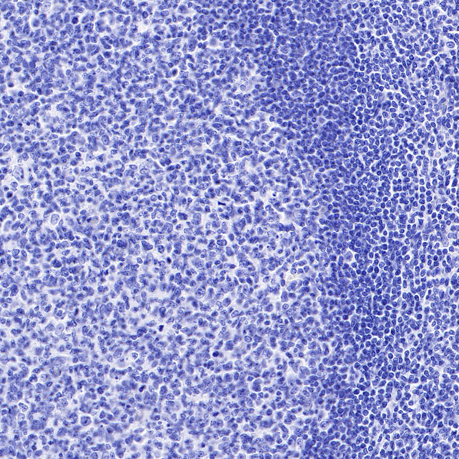 Rabbit IgG Isotype Control(S-240-1)