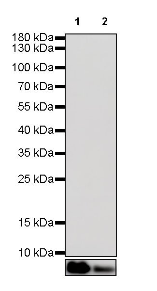Rabbit IgG Isotype Control(S-240-1)