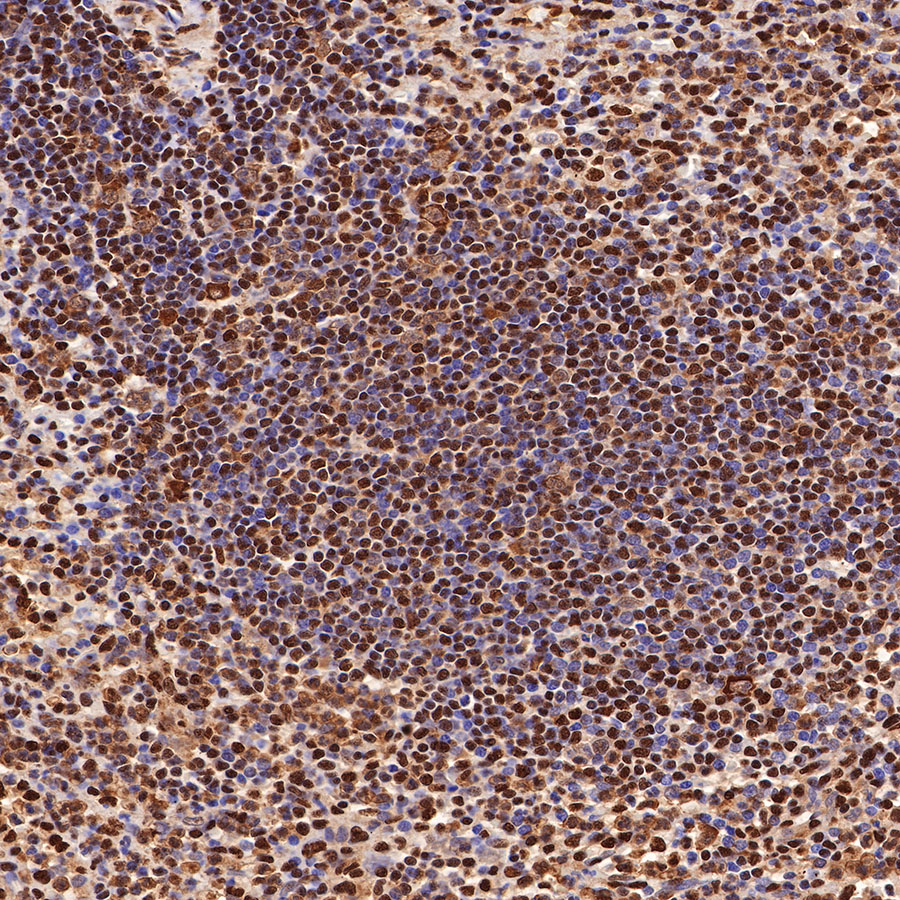 Rabbit anti-GAPDH Recombinant Monoclonal Antibody(S-240-147)