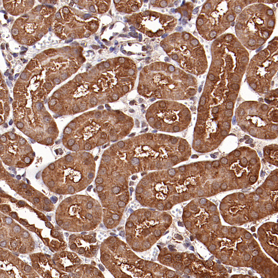 Rabbit anti-GAPDH Recombinant Monoclonal Antibody(S-240-147)