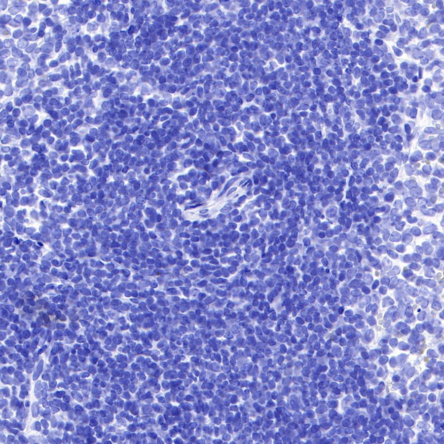 Rabbit IgG Isotype Control(S-240-1)
