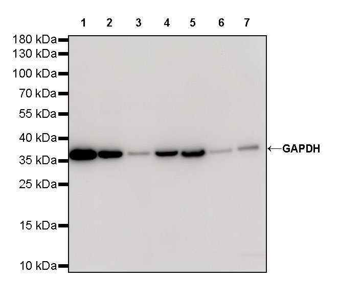 Rabbit anti-GAPDH Recombinant Monoclonal Antibody(S-240-147)