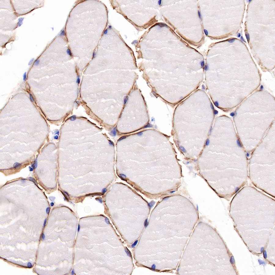 Rabbit anti-Dystrophin Recombinant Monoclonal Antibody(S-090-327)
