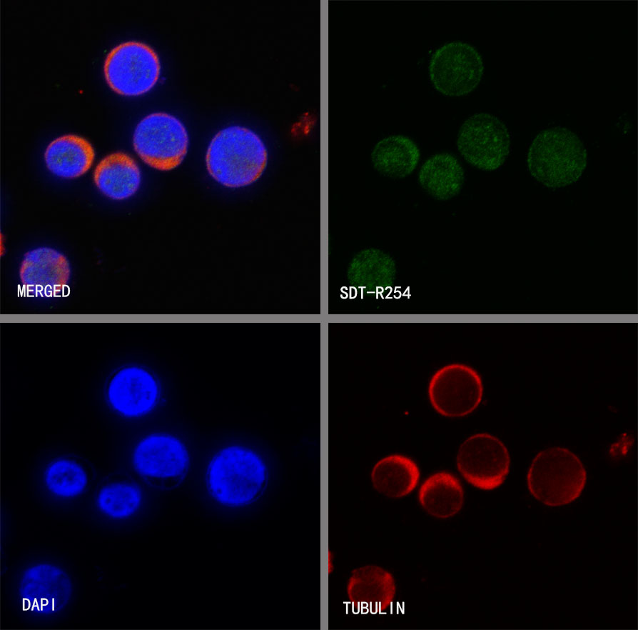 Rabbit anti-Caspase-7 Recombinant Monoclonal Antibody(S-R254)