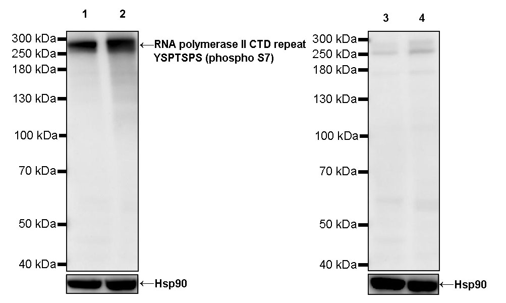 Rat anti-Phospho-RNA Polymerase II CTD Repeat YSPTSPS(S7) Recombinant Monoclonal Antibody(S-R198)