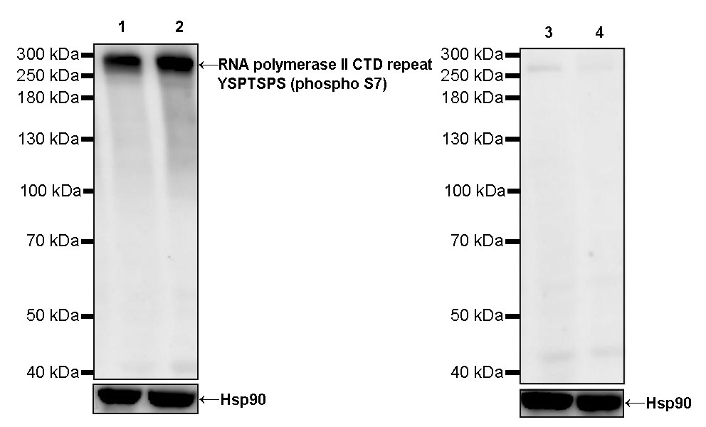 Rat anti-Phospho-RNA Polymerase II CTD Repeat YSPTSPS(S7) Recombinant Monoclonal Antibody(S-R198)