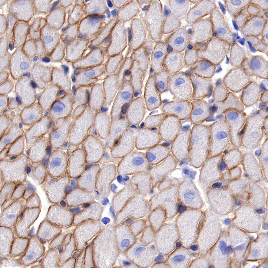 Rabbit anti-Dystrophin Recombinant Monoclonal Antibody(S-090-327)