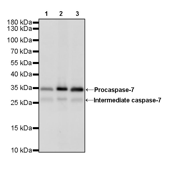 Rabbit anti-Caspase-7 Recombinant Monoclonal Antibody(S-R254)