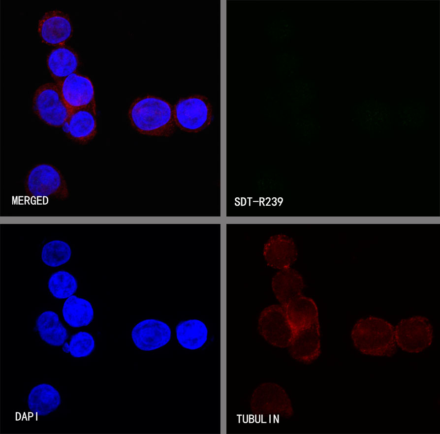 Rabbit anti-FGFR2 Recombinant Monoclonal Antibody(S-R239)