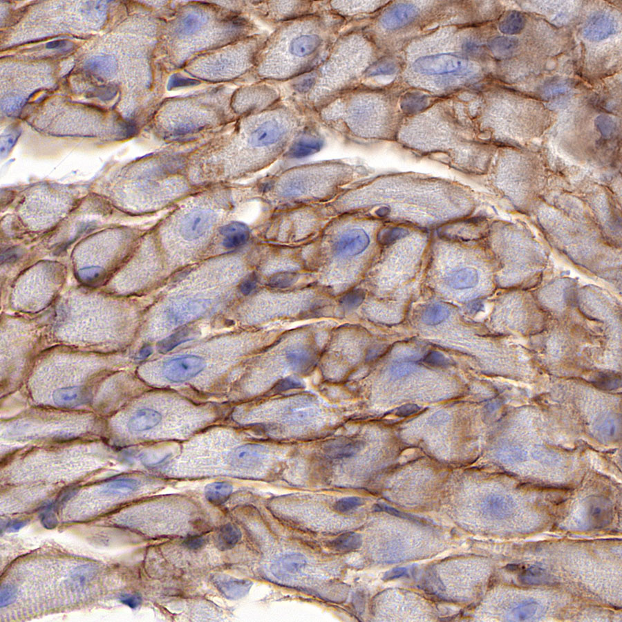 Rabbit anti-Dystrophin Recombinant Monoclonal Antibody(S-090-327)