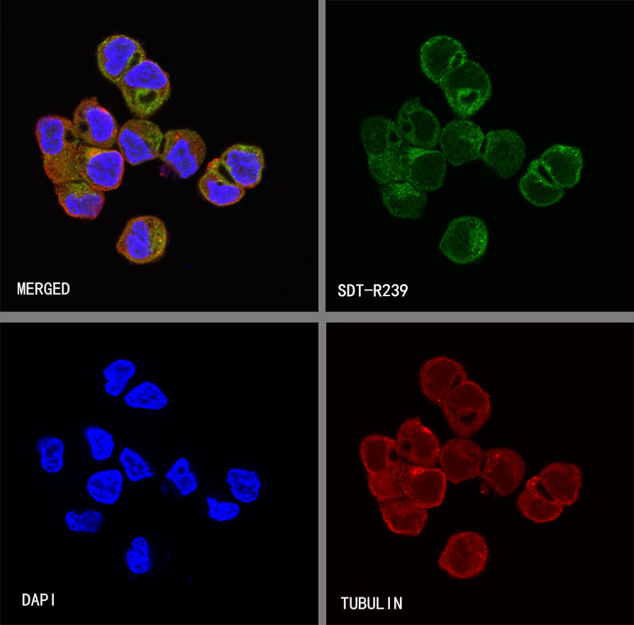 Rabbit anti-FGFR2 Recombinant Monoclonal Antibody(S-R239)