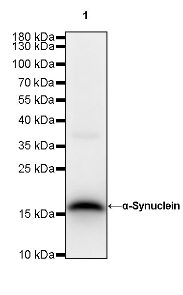 Rabbit anti-α-Synuclein Recombinant Monoclonal Antibody(S-441-86)