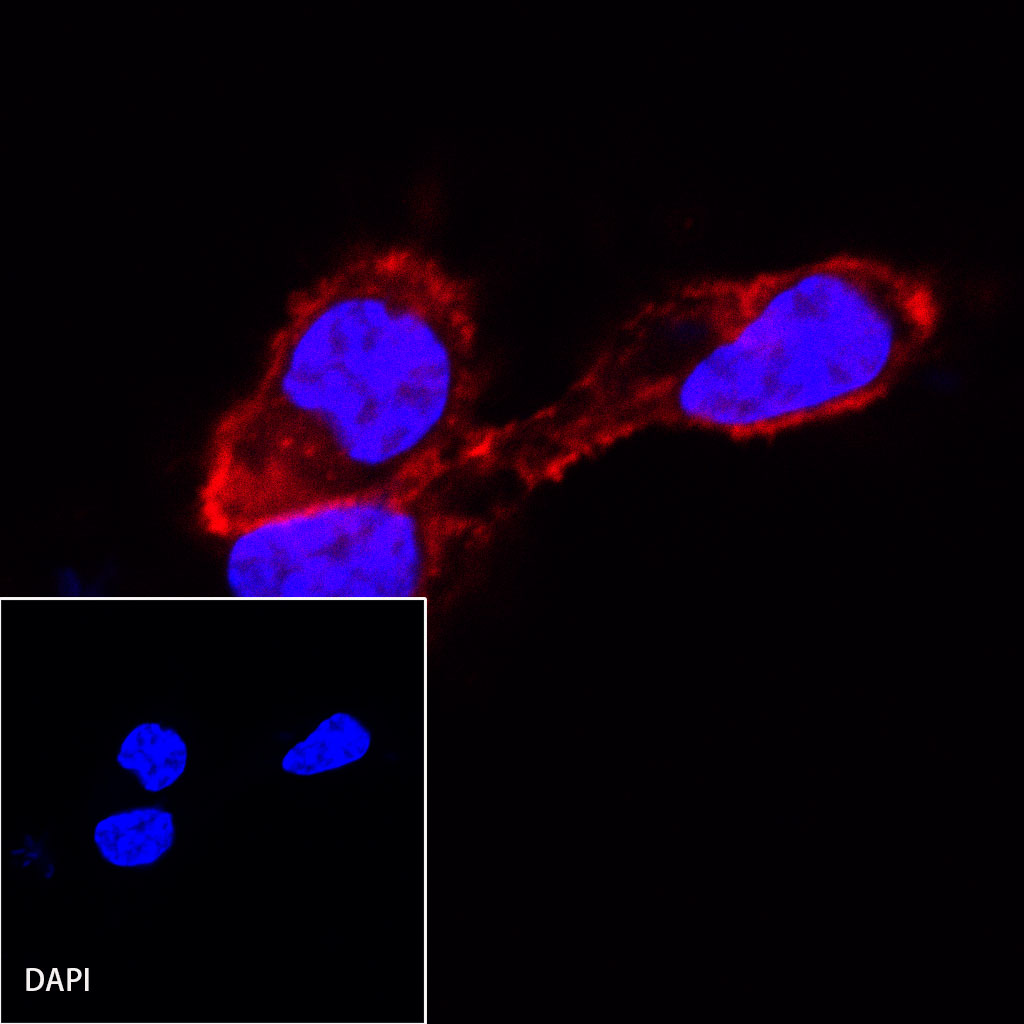 Rabbit anti-β-Actin Recombinant Monoclonal Antibody(AF594 Conjugate)(S-R156)