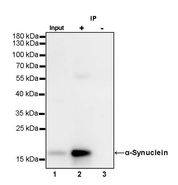 Rabbit anti-α-Synuclein Recombinant Monoclonal Antibody(S-441-86)