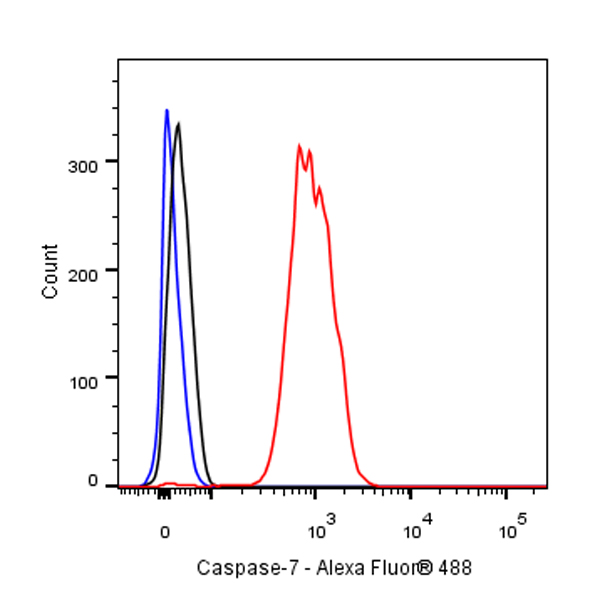 Rabbit anti-Caspase-7 Recombinant Monoclonal Antibody(S-R254)