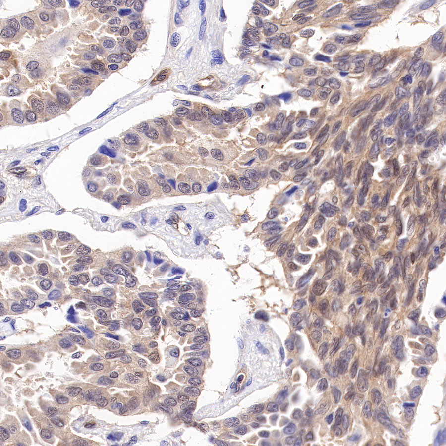 Rabbit anti-Caspase-7 Recombinant Monoclonal Antibody(S-R254)