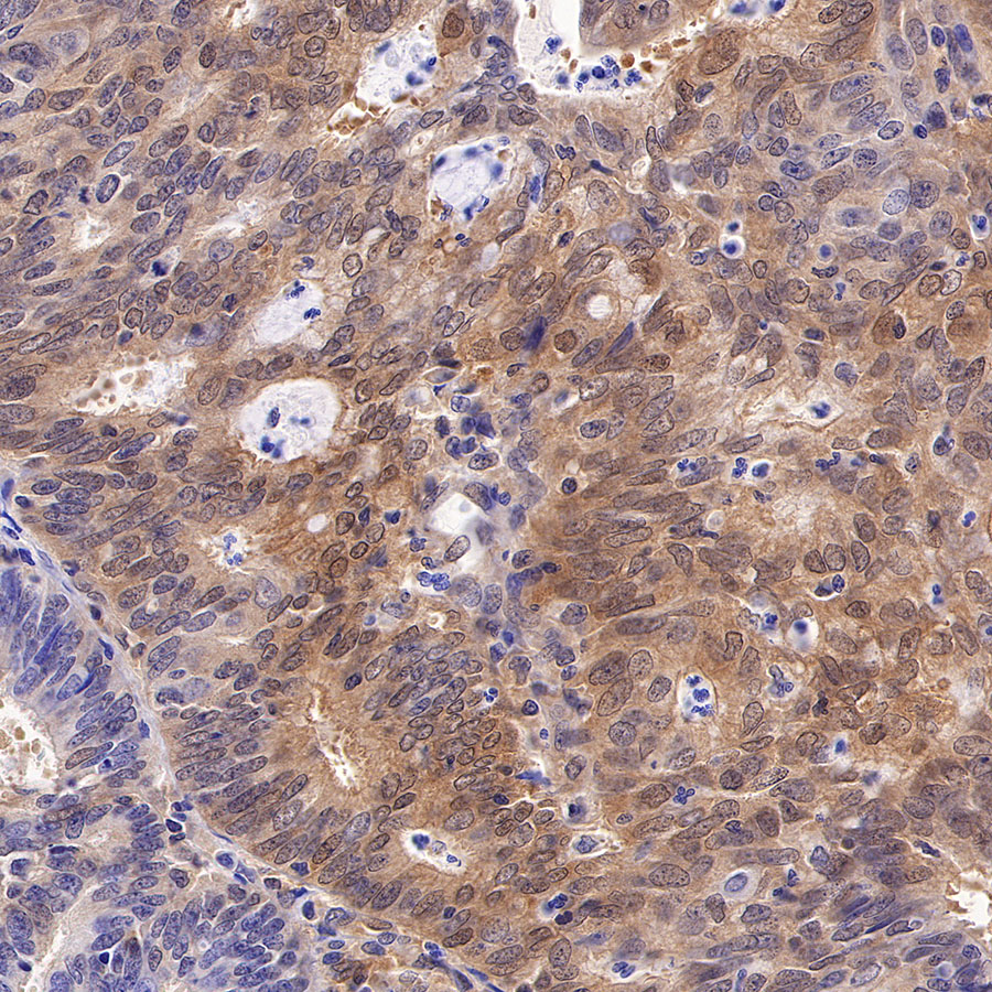 Rabbit anti-Caspase-7 Recombinant Monoclonal Antibody(S-R254)
