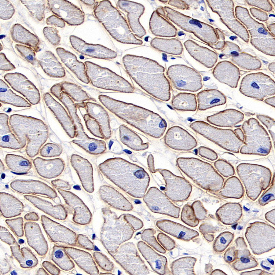 Rabbit anti-Dystrophin Recombinant Monoclonal Antibody(S-090-327)