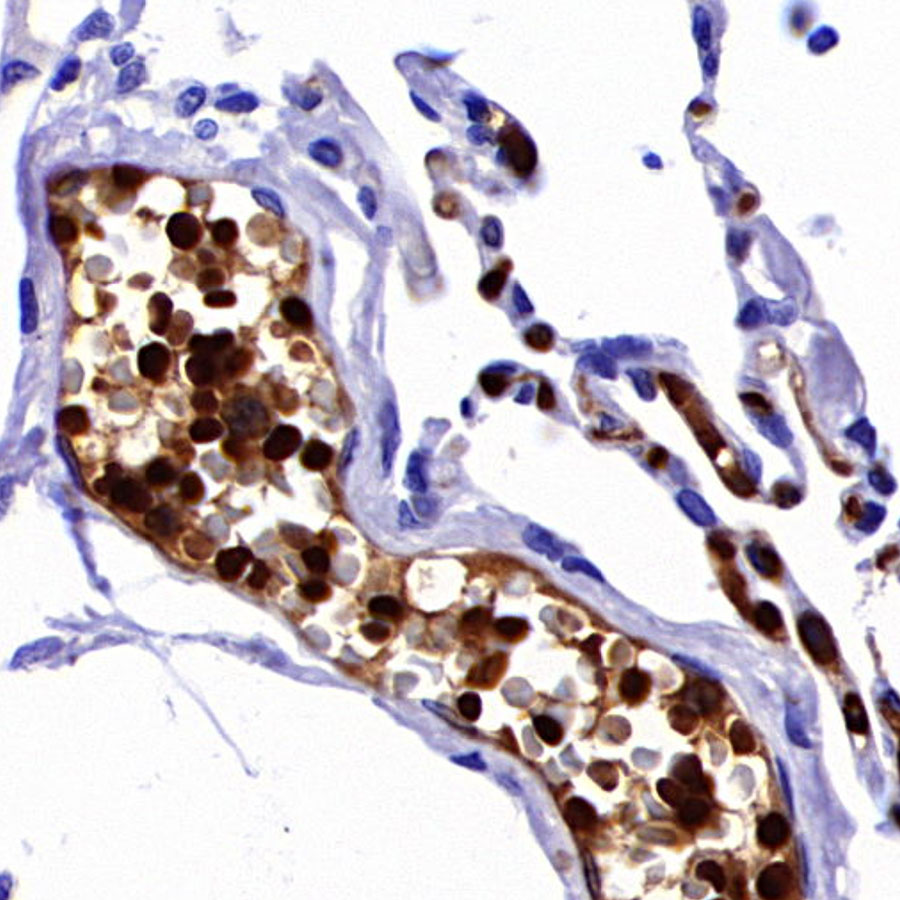 Rabbit anti-Hemoglobin α Recombinant Monoclonal Antibody(S-R242)