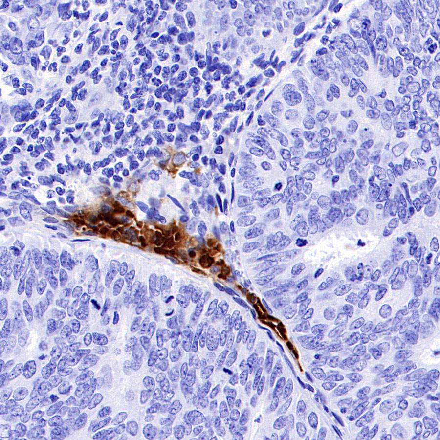 Rabbit anti-Hemoglobin α Recombinant Monoclonal Antibody(S-R242)