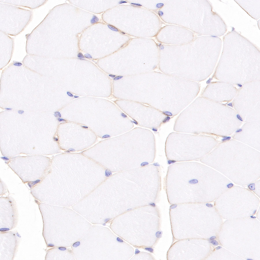 Rabbit anti-Dystrophin Recombinant Monoclonal Antibody(S-090-327)