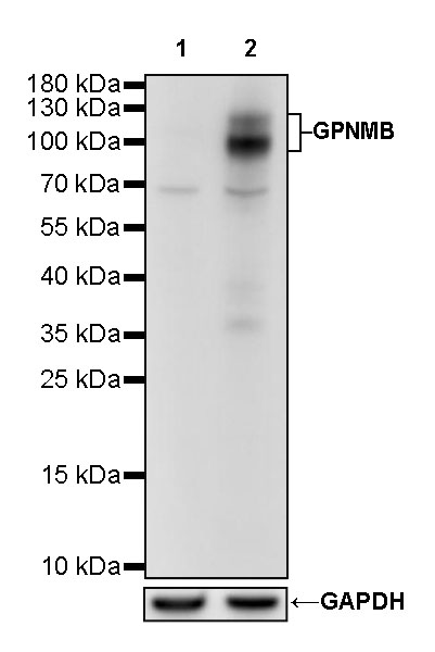 Rabbit anti-GPNMB Recombinant Monoclonal Antibody(S-R241)