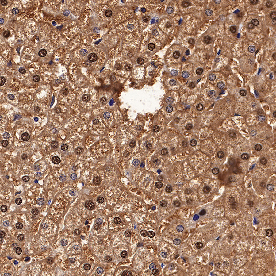 Rabbit anti-Arginase-1 Recombinant Monoclonal Antibody(369-33)