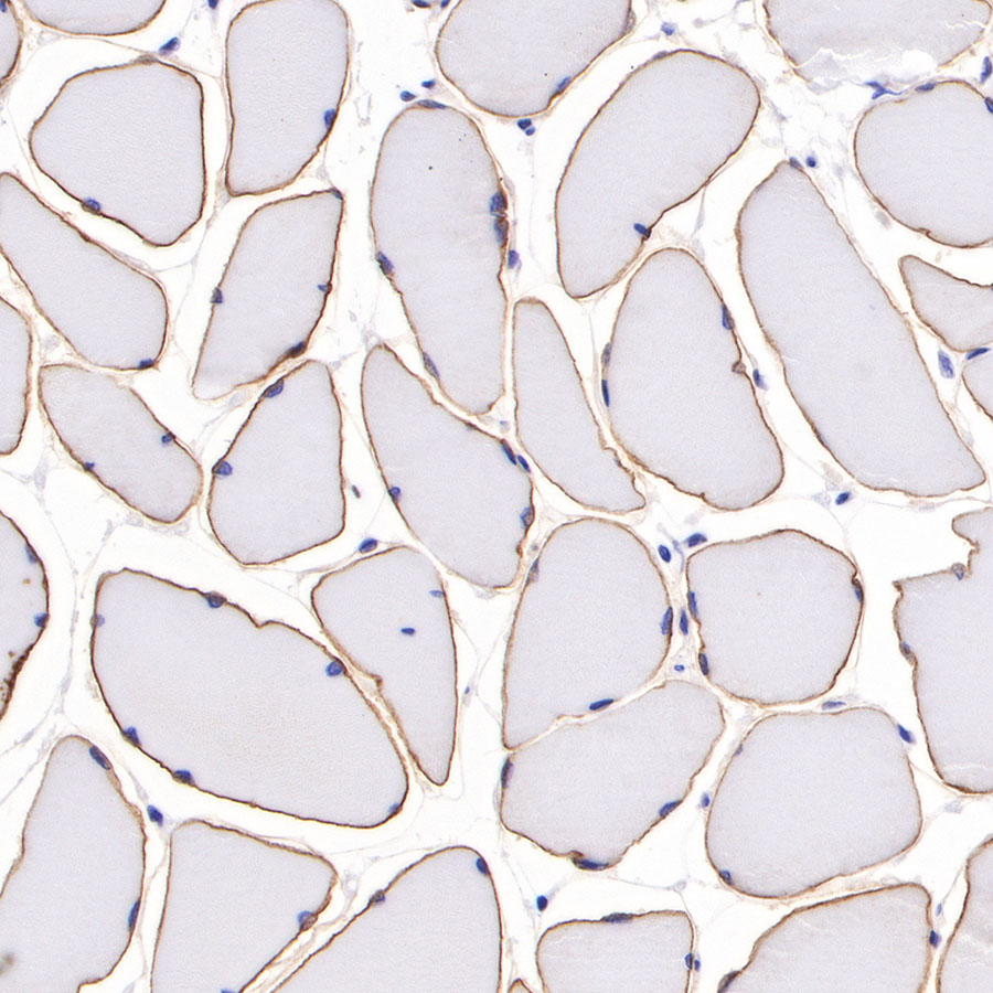 Rabbit anti-Dystrophin Recombinant Monoclonal Antibody(S-090-327)
