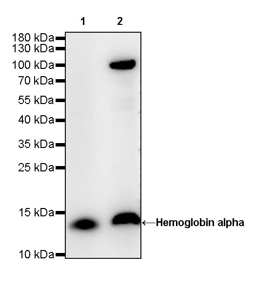 Rabbit anti-Hemoglobin α Recombinant Monoclonal Antibody(S-R242)