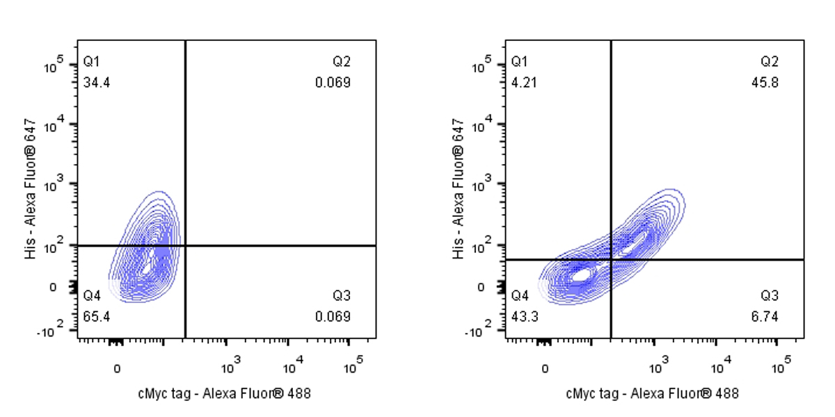Rabbit anti-Myc Tag Recombinant Monoclonal Antibody(S-114-13)