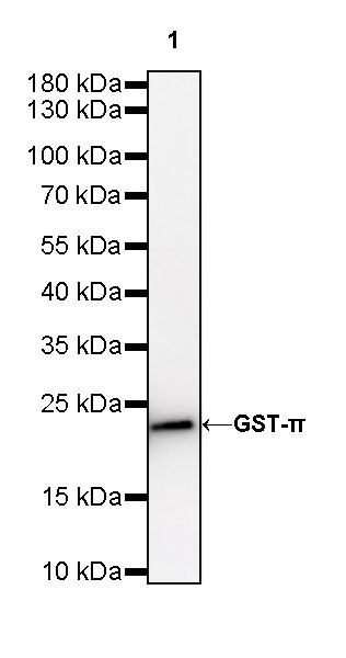 Rabbit anti-GST-π Recombinant Monoclonal Antibody(561-78)