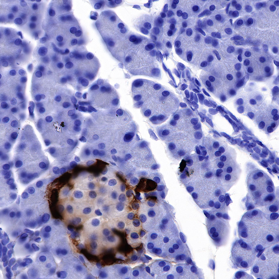 Rabbit anti-GLP-1(Active) Recombinant Monoclonal Antibody(S-R280)