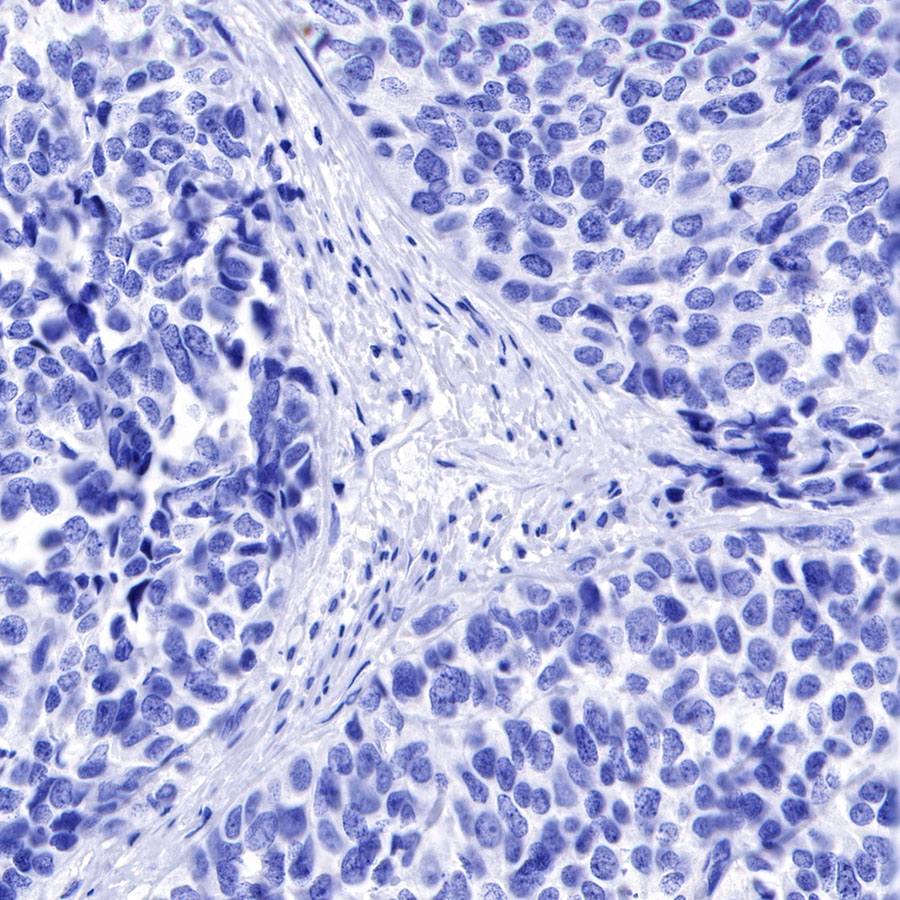 Rabbit anti-GLP-1(Active) Recombinant Monoclonal Antibody(S-R280)