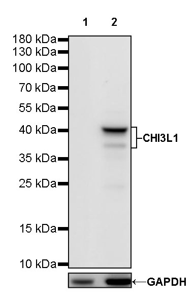 Rabbit anti-CHI3L1 Recombinant Monoclonal Antibody(S-324-38)