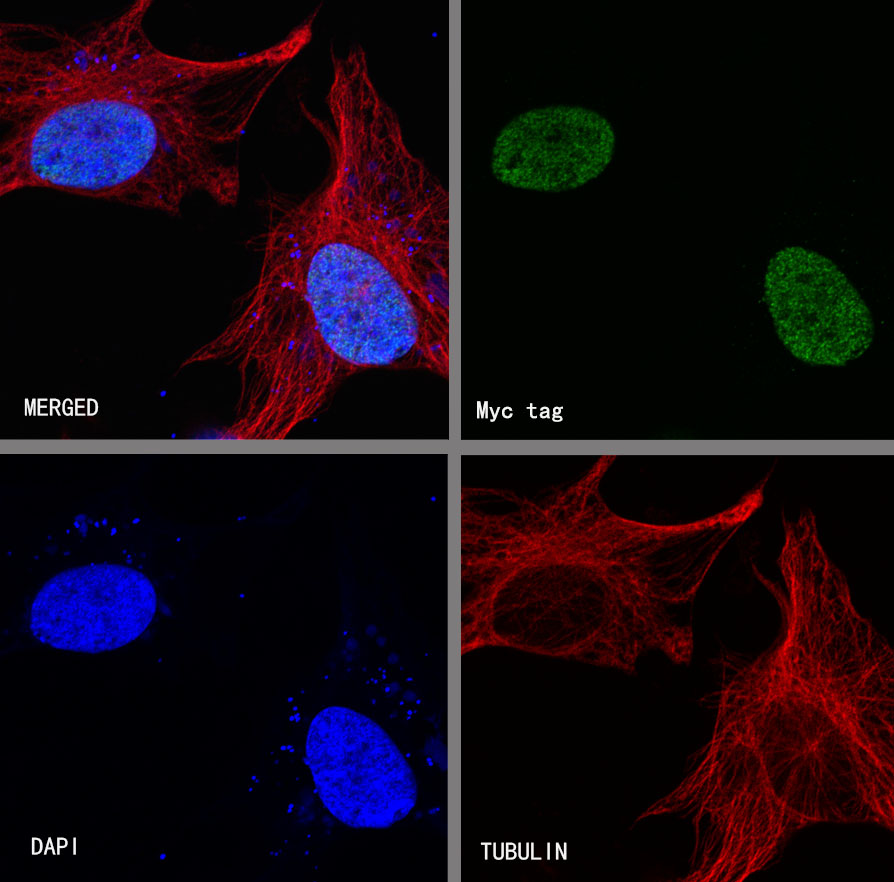 Rabbit anti-Myc Tag Recombinant Monoclonal Antibody(S-114-13)