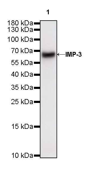 Rabbit anti-IMP-3 Recombinant Monoclonal Antibody(S-439-10)
