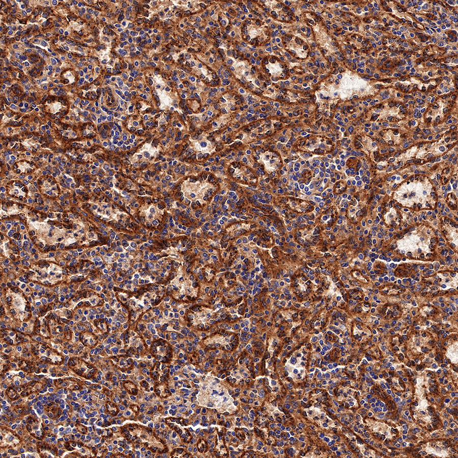 Rabbit anti-BST2 Recombinant Monoclonal Antibody(S-534-103)