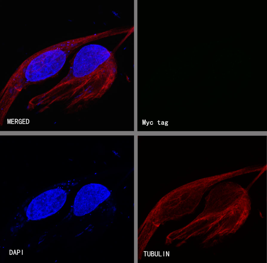 Rabbit anti-Myc Tag Recombinant Monoclonal Antibody(S-114-13)