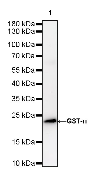 Rabbit anti-GST-π Recombinant Monoclonal Antibody(561-78)