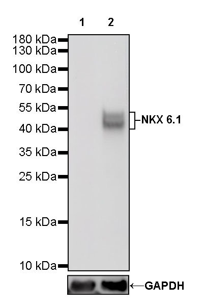 Rabbit anti-NKX6.1 Recombinant Monoclonal Antibody(S-260-31)